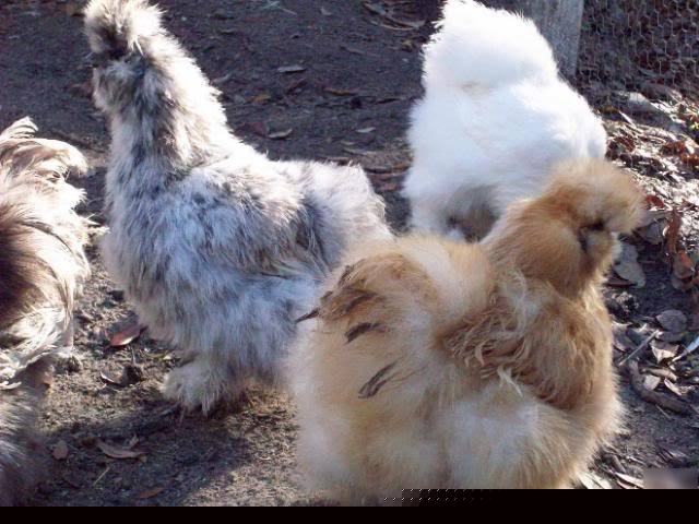 Fertile hatching eggs - silkies 6+ eggs for incubator