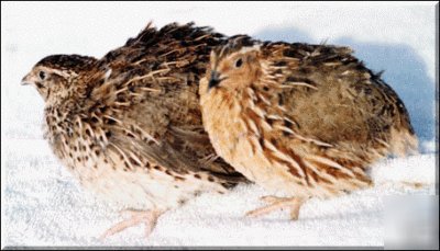 80 jumbo brown and golden coturnix quail eggs