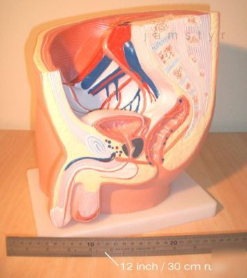 New human male pelvis model (medical / anatomy)