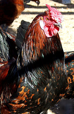Golden spangled hamburg chicken hatching eggs 18+ 