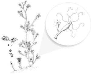 Hydra-budding (one or more buds) vial of 10 plain