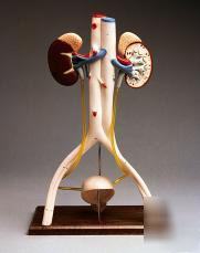 Urinary system deluxe model (male) lfa #2704*