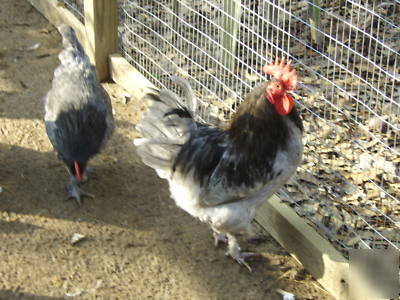 18 blue marans fertile hatching eggs