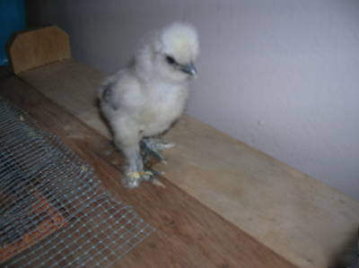  ***6+ silkie hatching eggs- excellent sq stock***