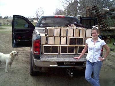 3 lb package bees with queen beekeeping for may 16TH 