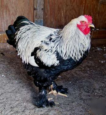 12 dark brahma hatching eggs