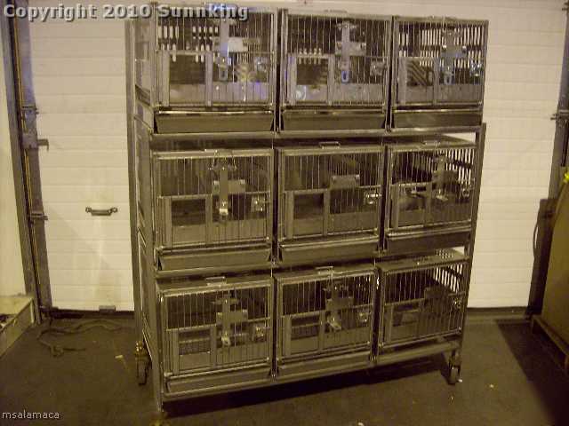 Stainless 9 cell rabbit/cat cage rack auto water